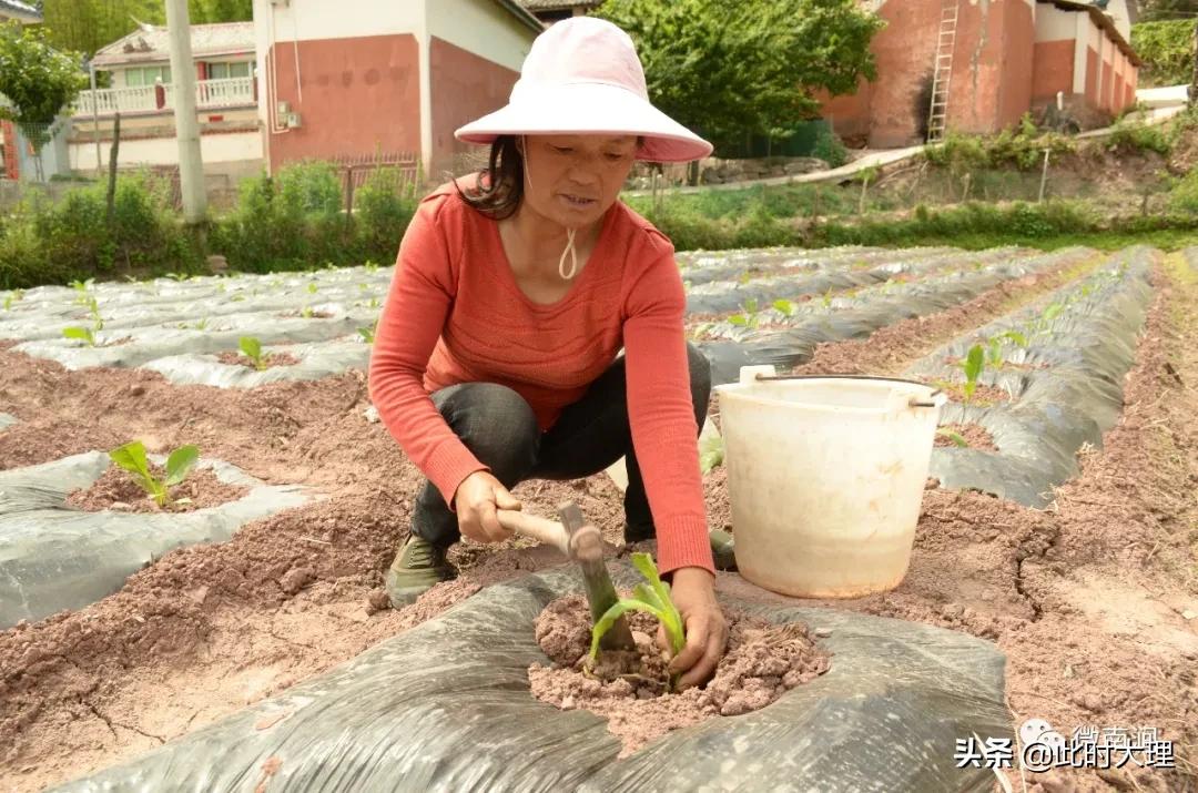 南涧彝族自治县计划生育委员会最新动态新闻及最新消息概述